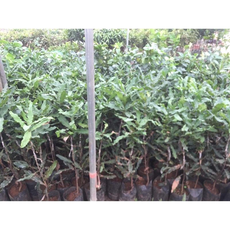 Combo 25 cây giống macca và 25 cây giống óc chó khách đặt.