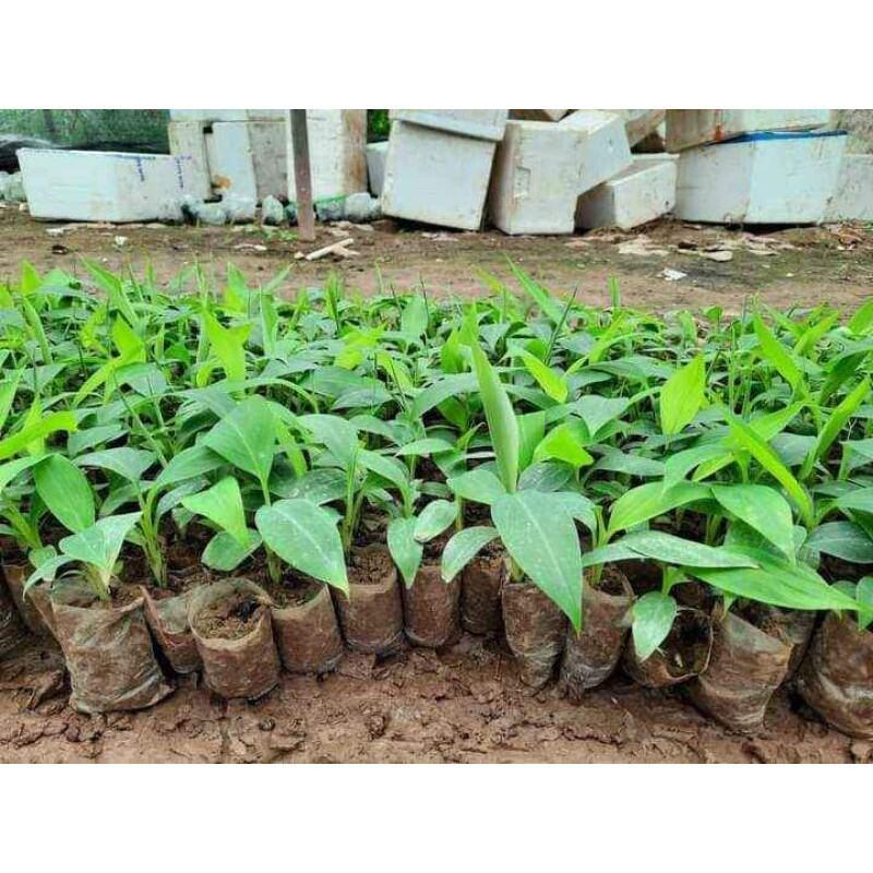 Cây giống chuối xiêm đen