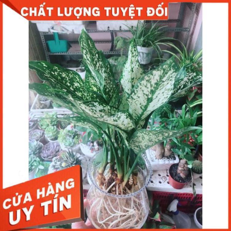Chậu cây ngọc ngân thủy sinh Nhiều Người Mua