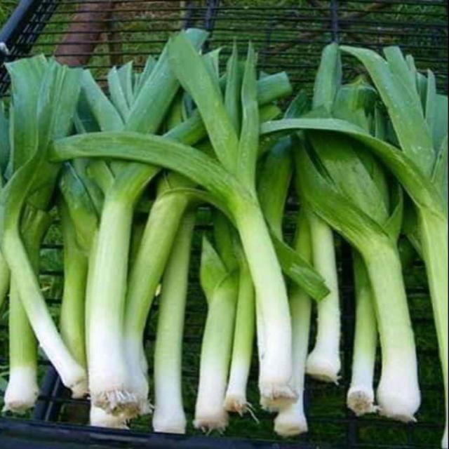 Hạt giống tỏi tây