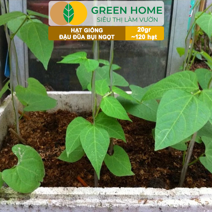Hạt Giống Đậu Đũa Ngọt Lùn, Greenhome, Gói 20GR~120 hạt, Dễ Trồng Quanh Năm, Nảy Mầm Cao, T37