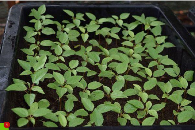 Hạt Giống Rau Đay Trắng 4 Mùa - Gói 10Gr