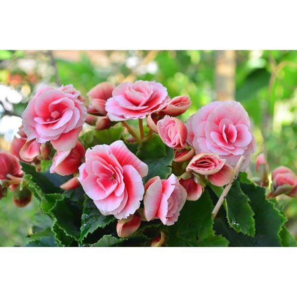 Combo 03 cây giống HOA HẢI ĐƯỜNG- Hoa siêu to, siêu đẹp, siêu rẻ - Hoa màu vàng rực rỡ - gửi đi nguyên bầu