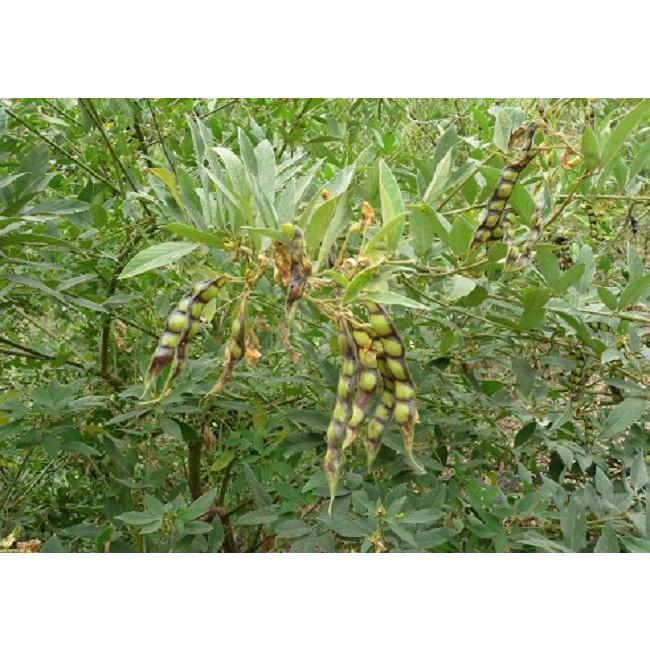 Hạt Giống đậu chiều, đậu săng, CT74- Gói 20gram