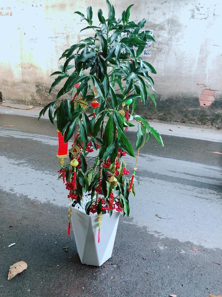 Chậu Cây Kim Ngân Lượng