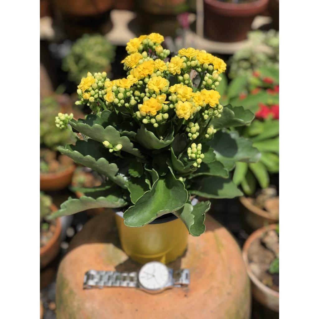 Chậu Sống Đời Hoa Vàng - Hasfarm