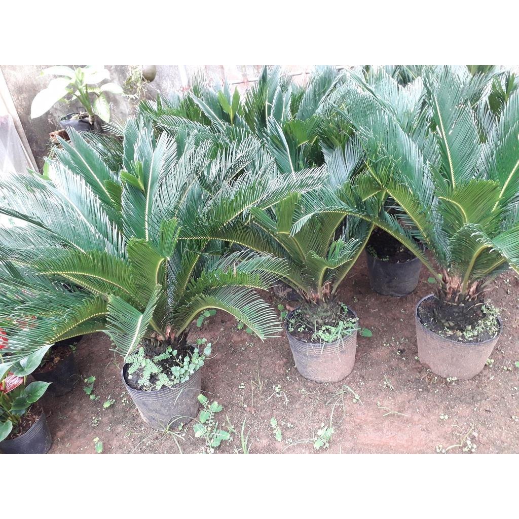 CÂY VẠN TUẾ  *