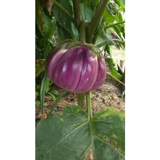 Hạt giống cà tím khía Thái Lan F1 KNS359 - Gói 0.3gram