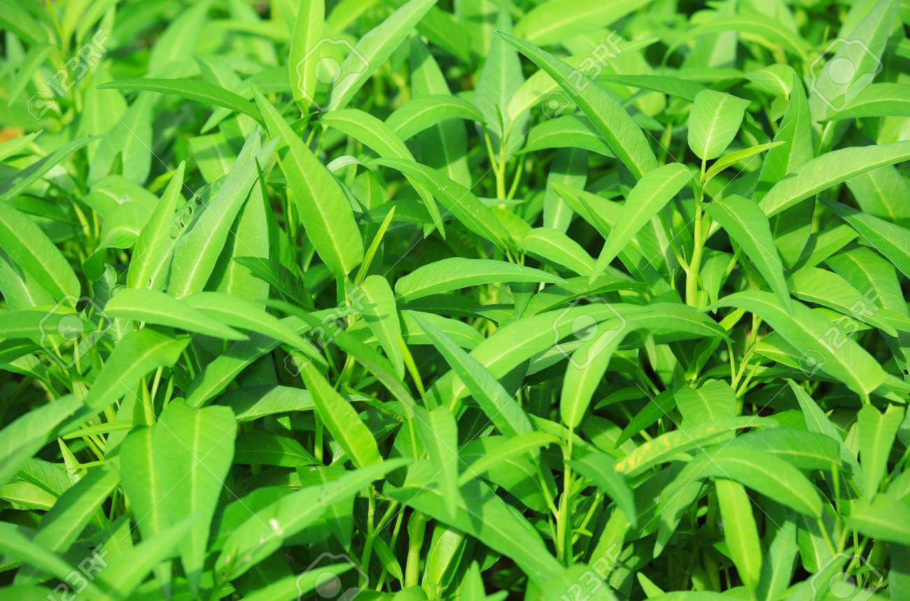 100 gam hạt giống cây rau muống