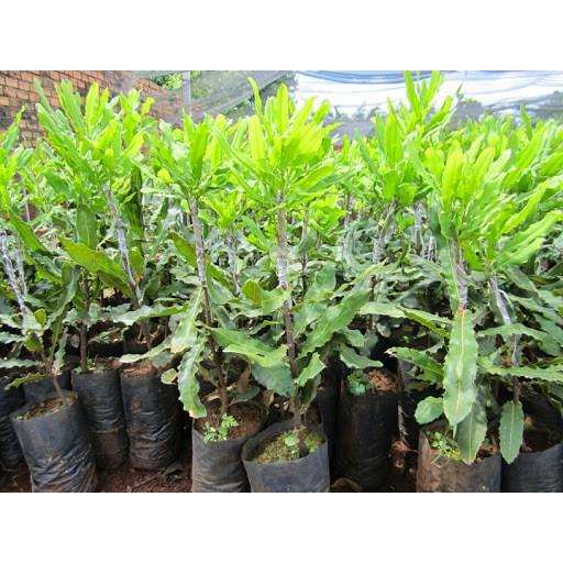 Cây giống MẮC CA - siêu sai quả, giá trị kinh tế cao - Hàng cây giống chuẩn F1