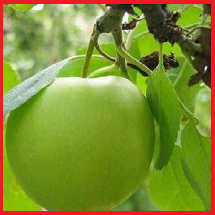 CÂY GIỐNG TÁO THÁI LAN .