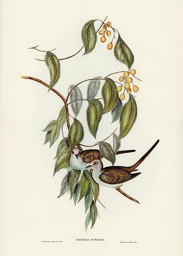 Tranh canvas vintage  - Bồ câu (Geopelia cuneata) - BVT-4