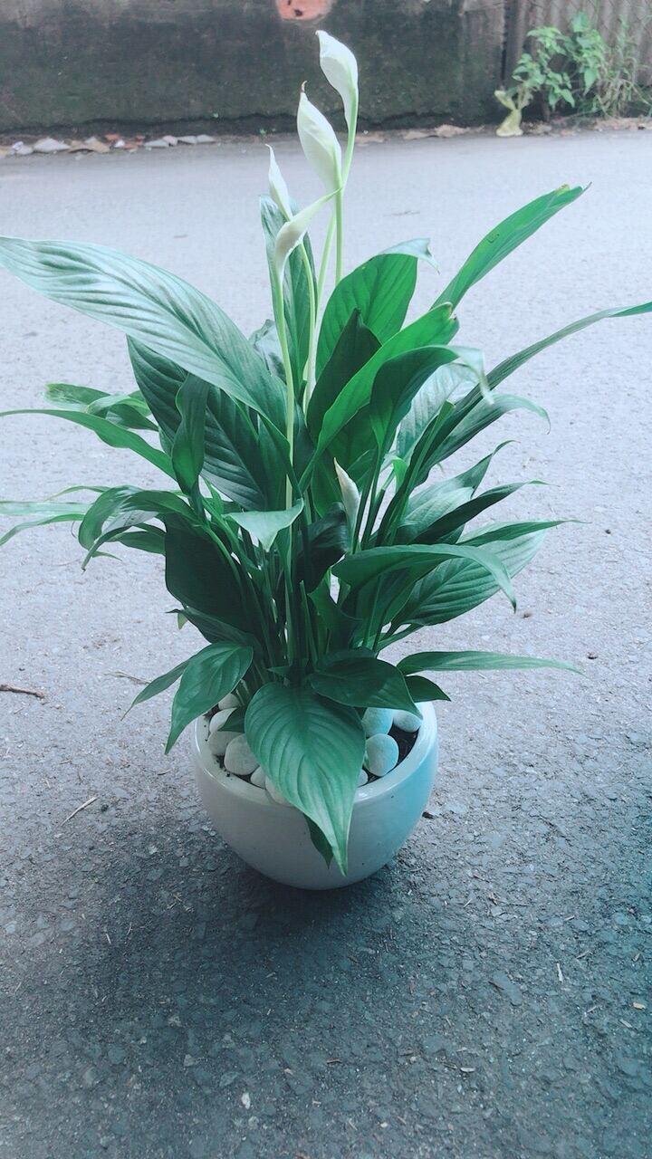 Chậu Cây Hoa Lan Ý