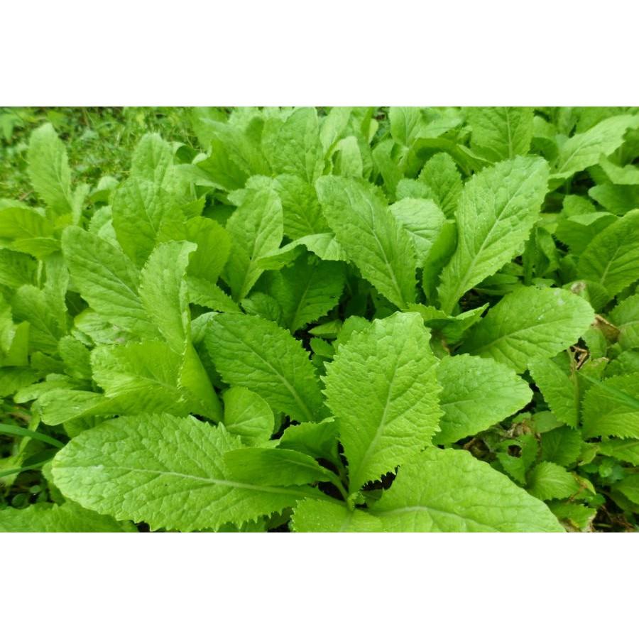 Hạt giống cải bẹ xanh mỡ