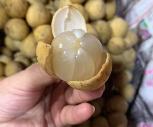 Sản phẩm CÂY GIỐNG BÒN BON