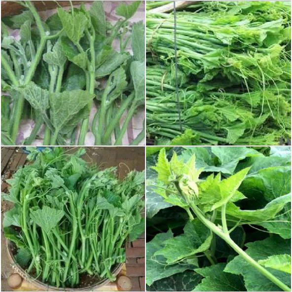 Combo 9 gói hạt giống các loại rau - tặng 1 phân bón