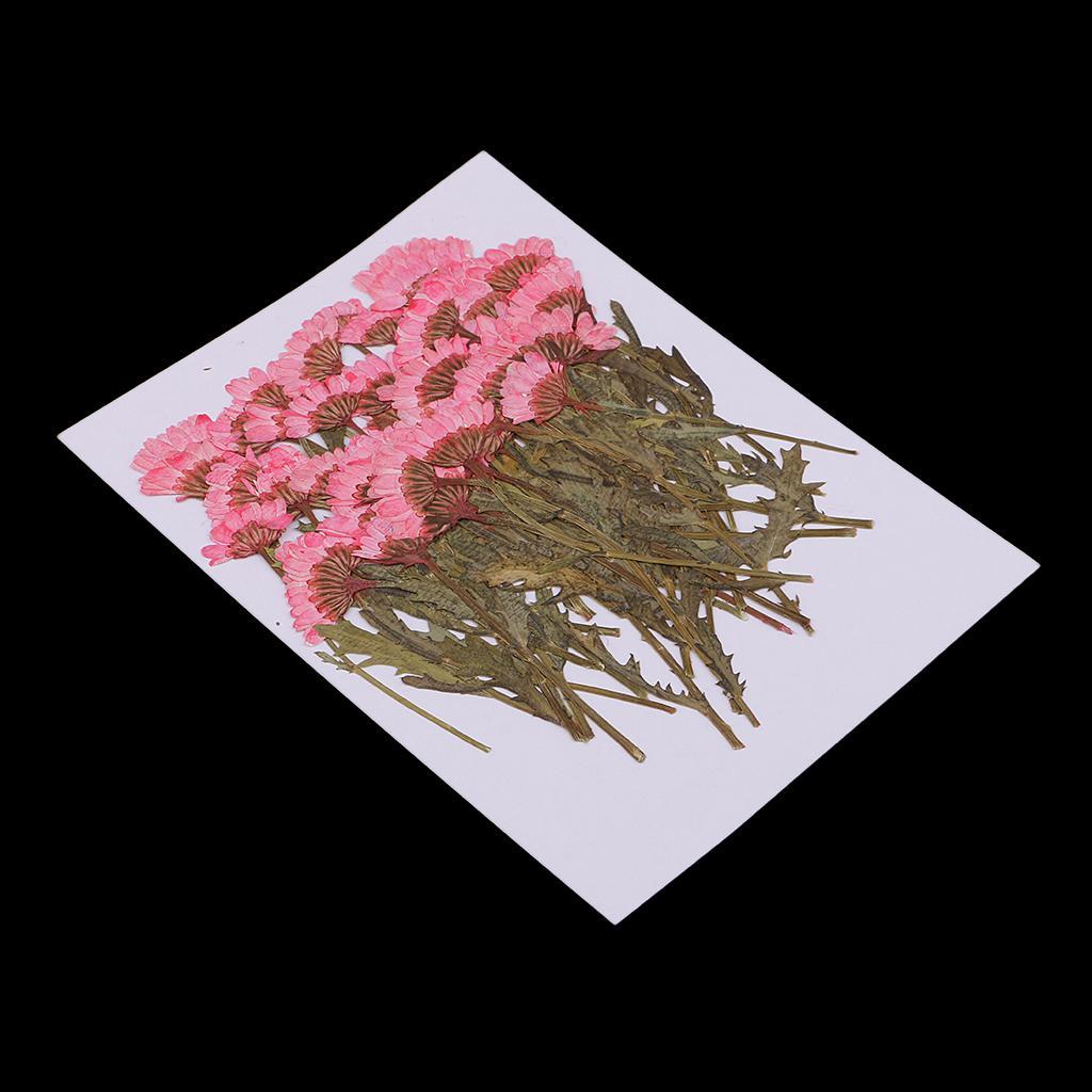 100pcs Pressed Flower Real Dried Flowers 2 Styles Of Rose And Chrysanthemum For Decorations And Crafts Supplying Great Gifts