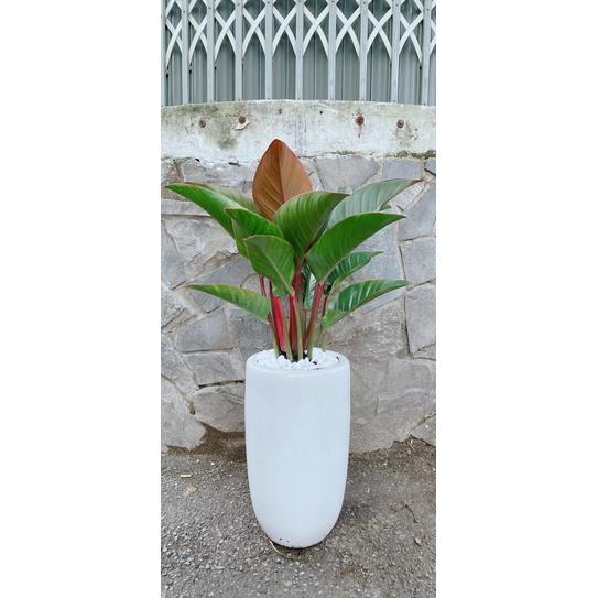 Chậu Cây Trầu Bà Đế Vương Đỏ