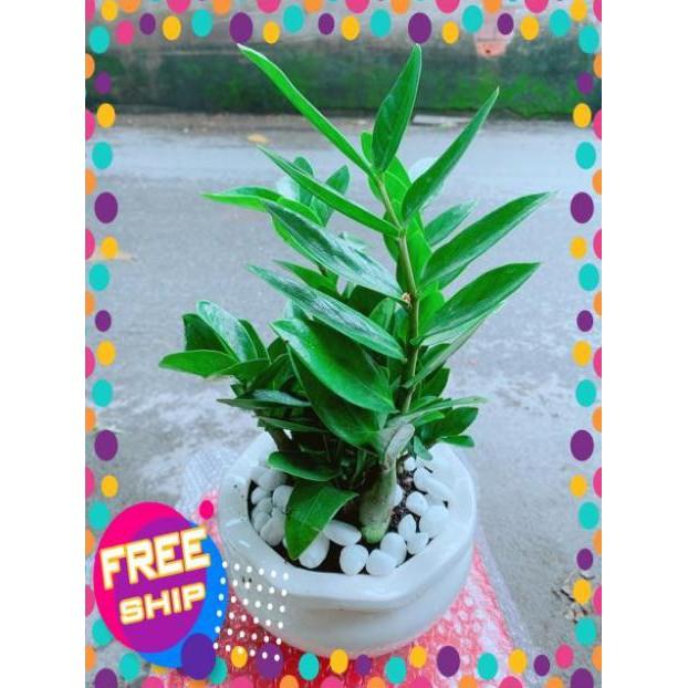 Chậu Kim Tiền Để Bàn