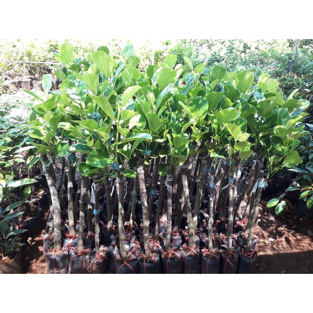 Cây giống mít Thái DA XANH GỐC TO GHÉP 2 NĂM như hình ()