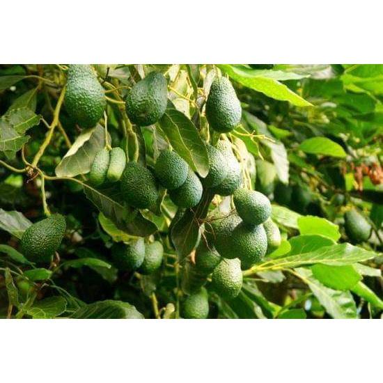Cây Giống Bơ Hass úc F1