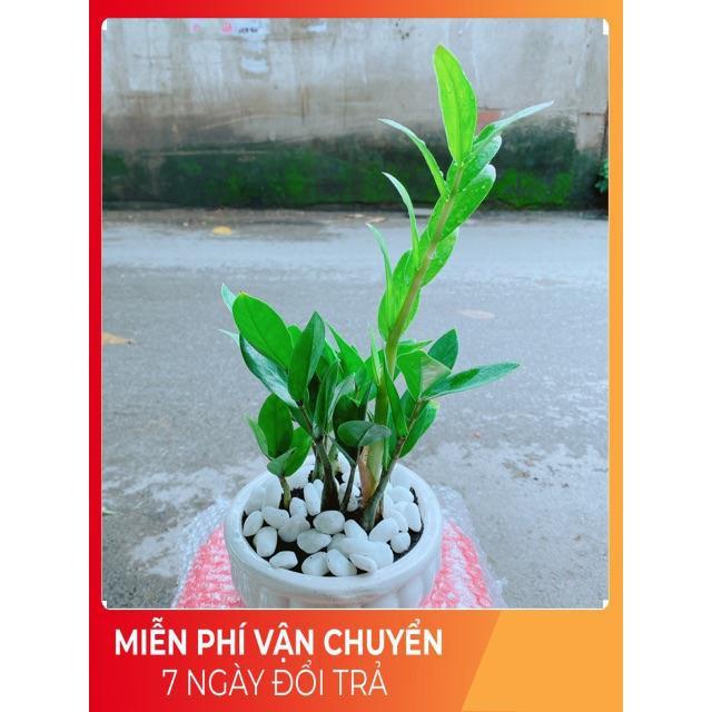 Chậu Kim Tiền Thái