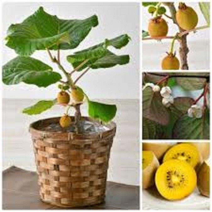 CÂY GIỐNG KIWI LEO GIÀN RUỘT VÀNG DÒNG QUẢ SỚM, CAM KẾT CHUẨN GIỐNG F1