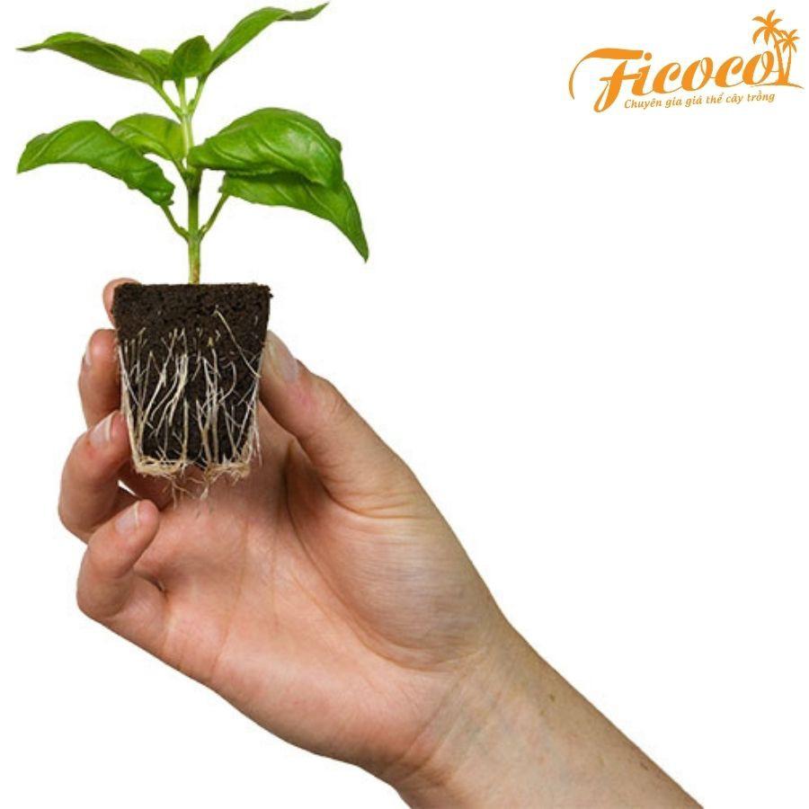 10 viên mút xốp hữu cơ - FICOCO - ươm kei lan, cây trồng