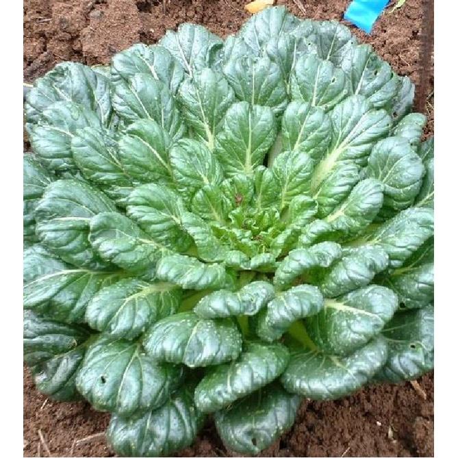 Hạt giống rau cải hoa hồng xanh KNS3396 - 1 gói 0.5gram