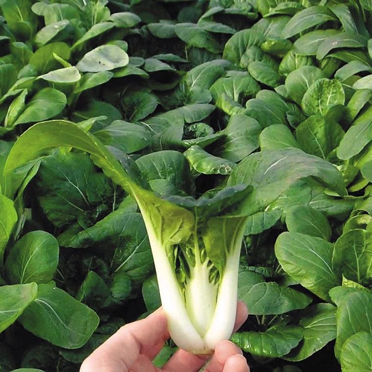 Hạt giống rau cải thìa cao sản KNS3386 - gói 10gram