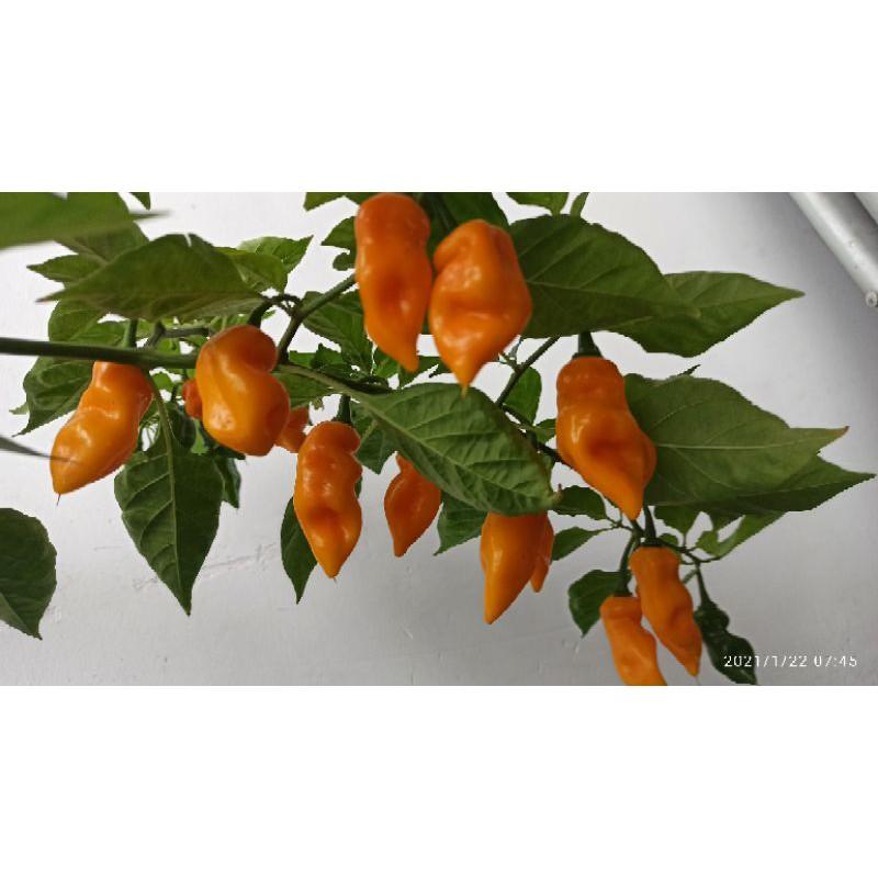 Phân bón hữu cơ
