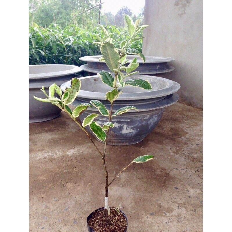 Cây ổi cẩm thạch - lá vá trái điều đẹp