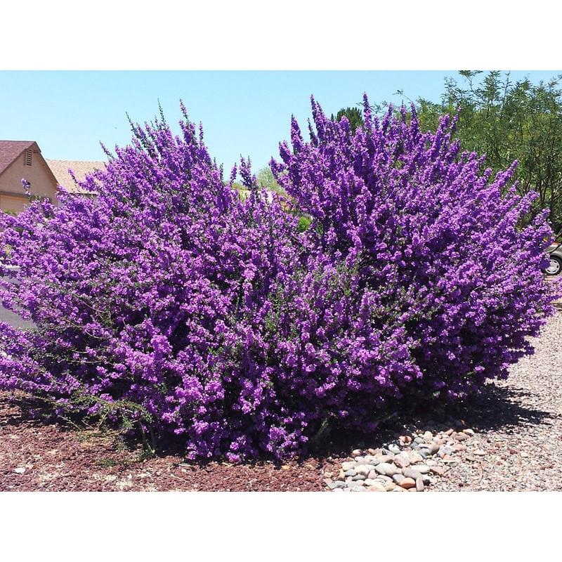 CHẬU HOA TUYẾT SƠN PHI HỒ