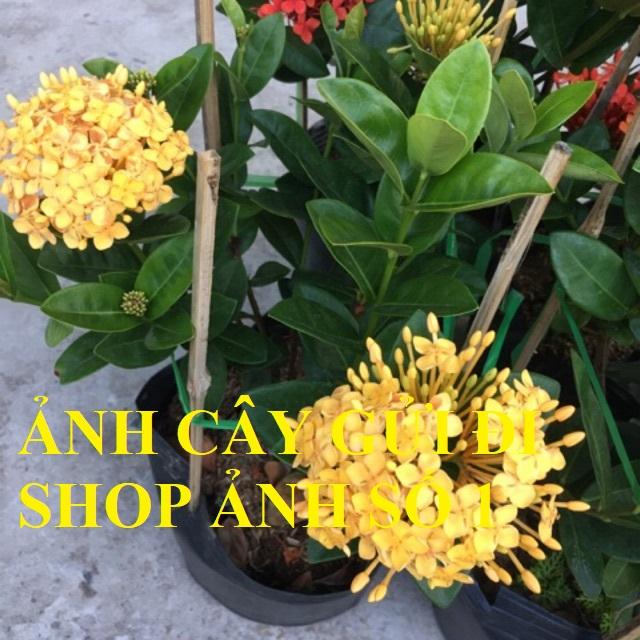 Mẫu đơn vàng, cây mẫu đơn hoa vàng lá kim chậu lớn chuẩn giống cam kết chất lượng