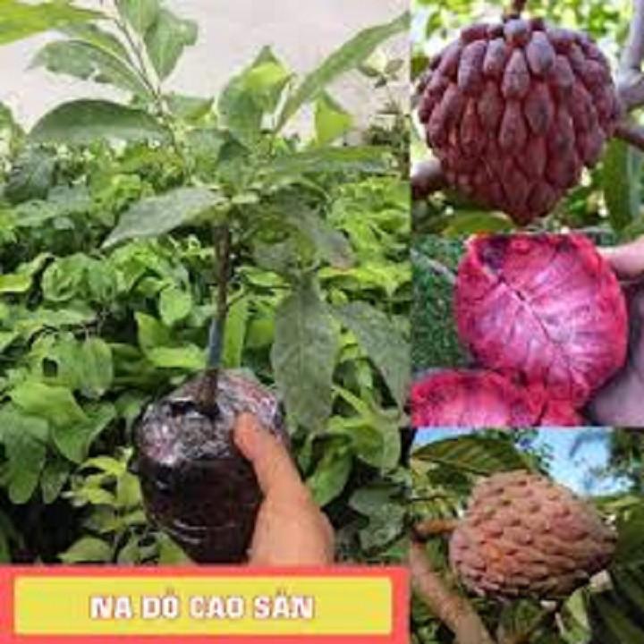 CÂY GIỐNG NA ĐỎ