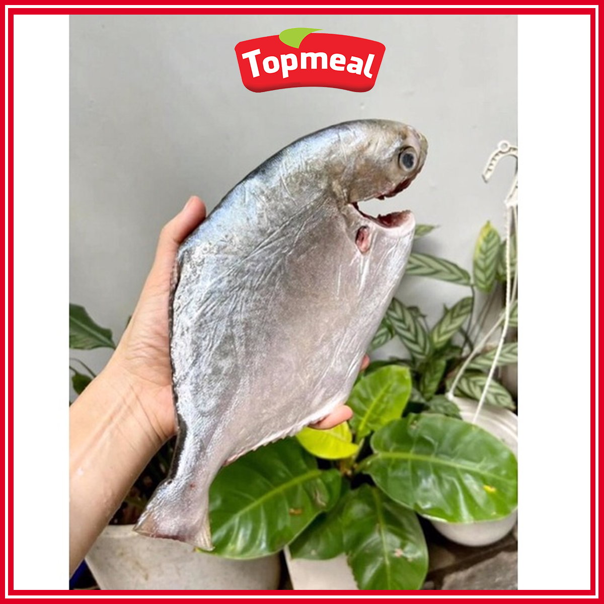 HCM - Cá chim trắng nguyên con -