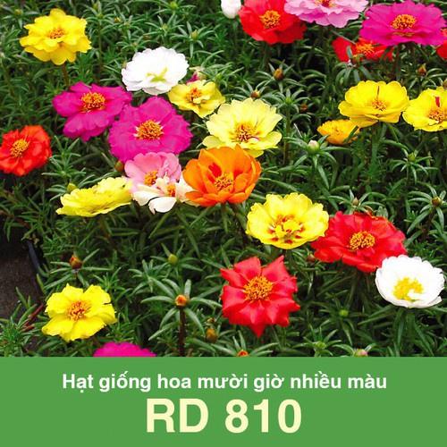 Hạt Giống Hoa Mười Giờ Nhiều Màu RD 810 gói 0.03gr - RẠNG ĐÔNG - Cây cao 15-20cm, hoa nhiều màu, màu sắc rực rỡ