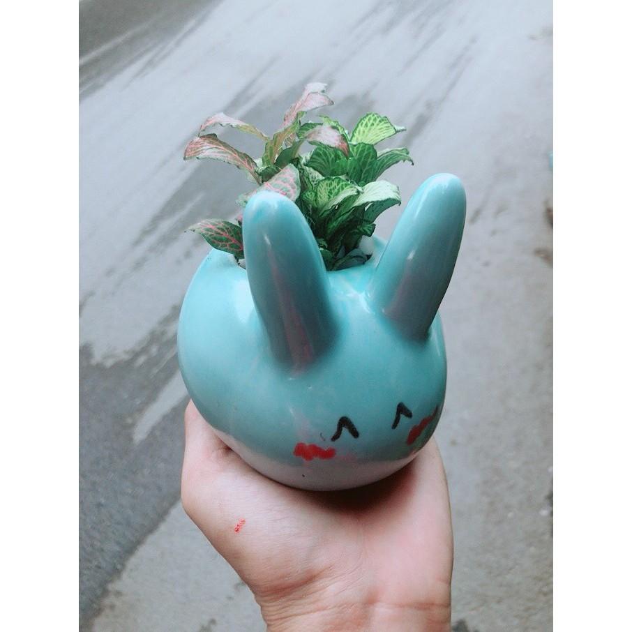 Chậu Cẩm Nhung Thỏ Xanh
