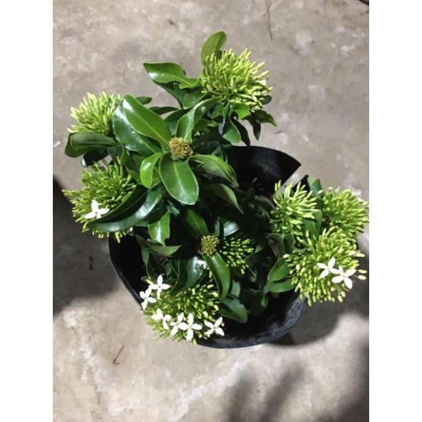 Hoa mẫu đơn màu trắng siêu hoa