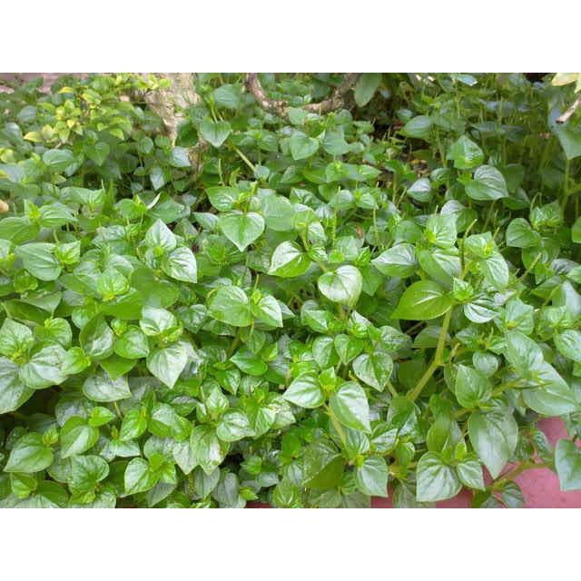 Rau càng cua - bầu cây giống