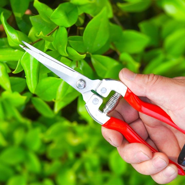 Kéo Cắt Tỉa Cành Cây Siêu Sắc G016