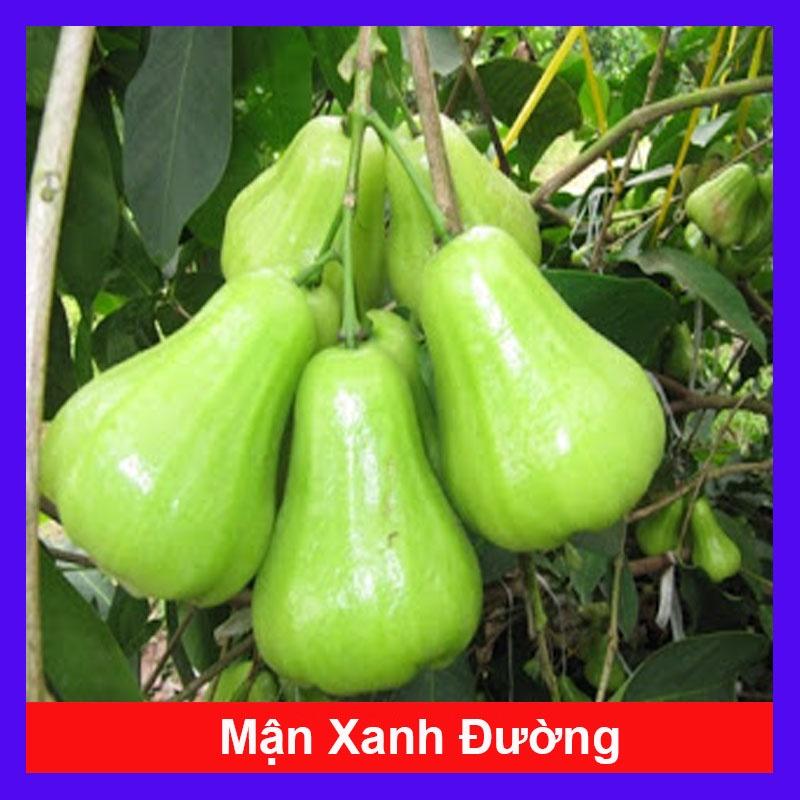 Cây Giống Mận Xanh Đường Trái To năng suất cao - cây ăn quả + tặng phân bón cho cây