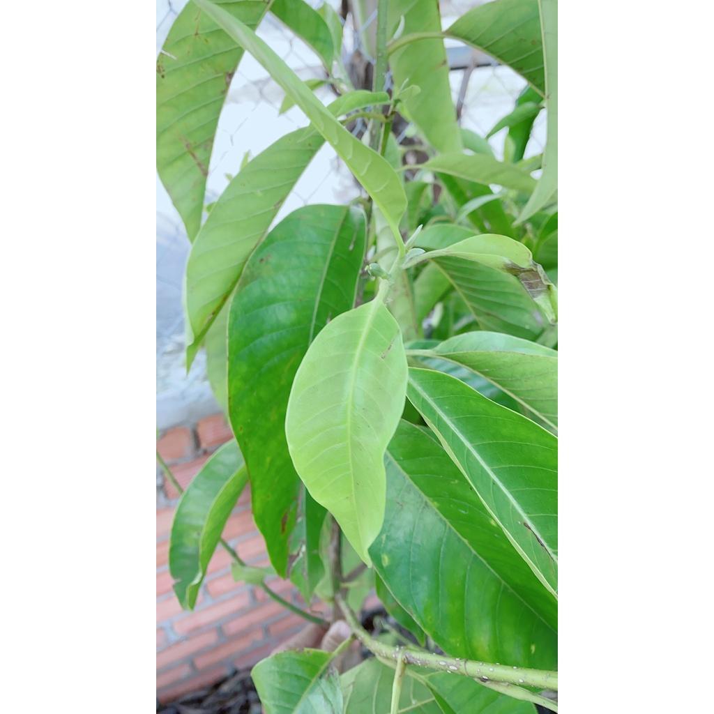 Ngọc Lan Cây Lớn Giống Cho Hoa Thơm