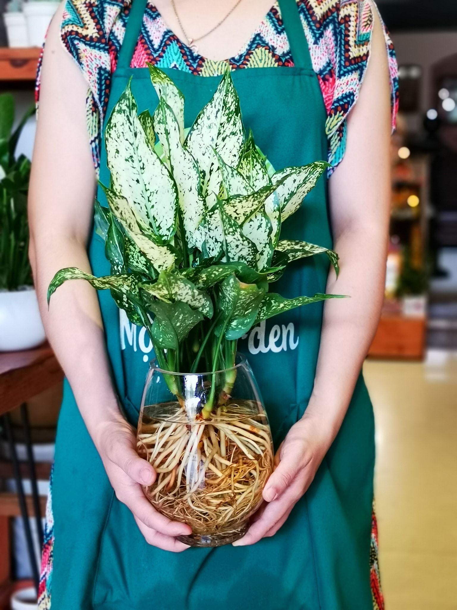 Cây Ngọc Ngân Thủy Sinh