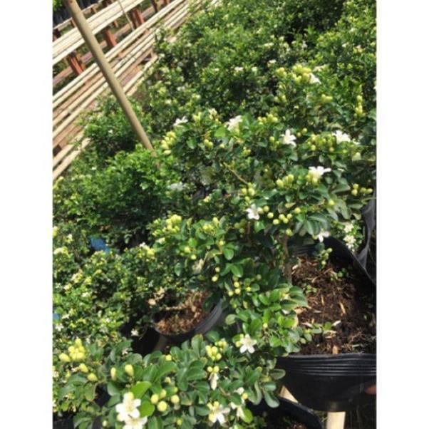 Cây Nguyệt quế thái siêu hoa , cây đẹp, giống chuẩn