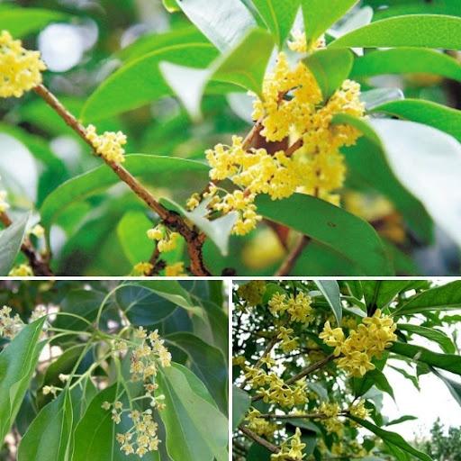 COMBO 2 BẦU CÂY QUẾ GIỐNG - CÂY ĐẸP CHUẨN GIỐNG