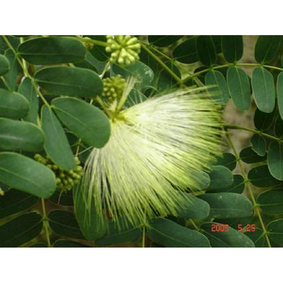 CHẬU CÂY GIỐNG CÂY BỒ KẾT + Tặng 01 cây dâu da đất