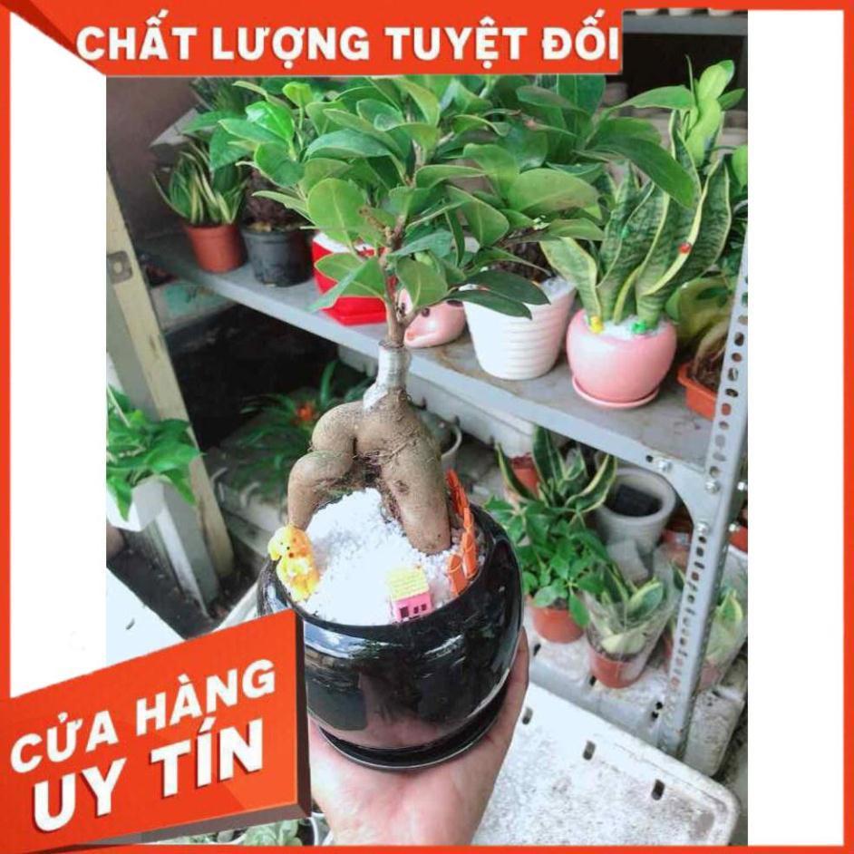 Chậu cây si bonsai Nhiều Người Mua