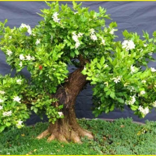 CHẬU CÂY NGUYỆT QUẾ LÙN BONSAI