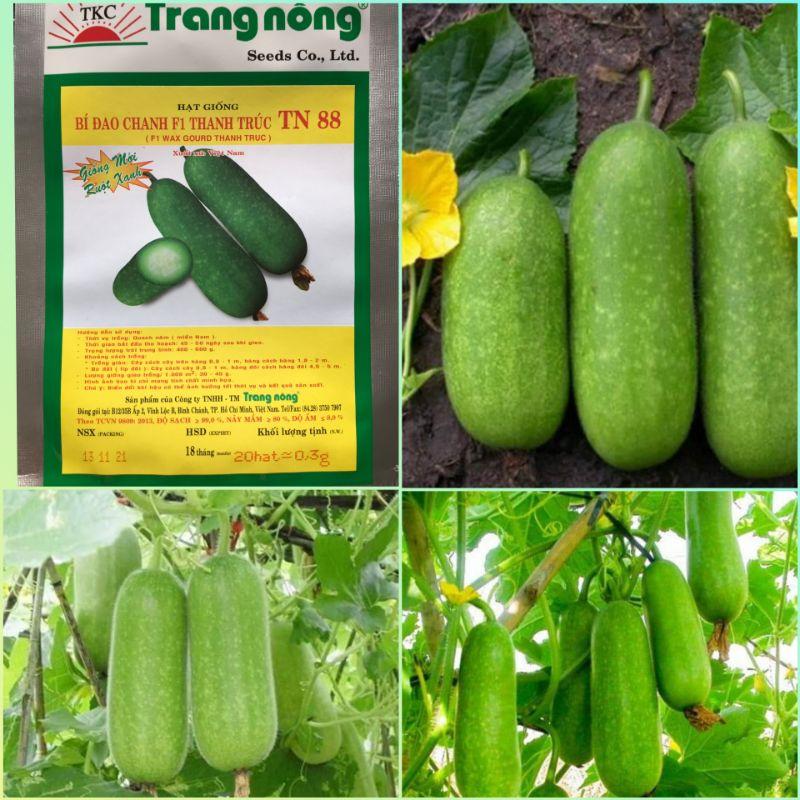20 HẠT GIỐNG BÍ ĐAO CHANH TRANG NÔNG NĂNG SUẤT CAO